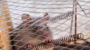 Is Humane Mice Extermination Possible?