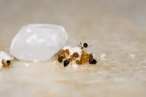 vinegar kill ants