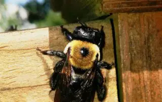 How Do You Stay Safe From Carpenter Bees?