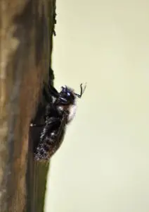 How Do You Stay Safe From Carpenter Bees?