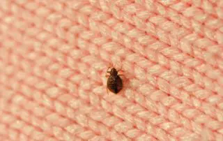 bed bug shell