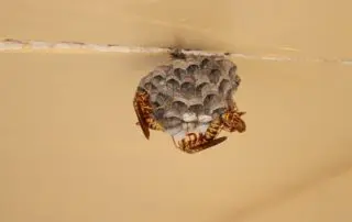 get rid of wasp nests
