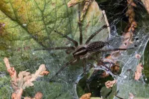 identify spider bites