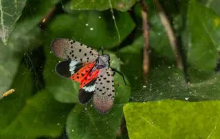 spotted lantern fly