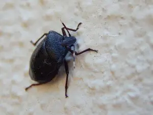 how to keep stink bugs away