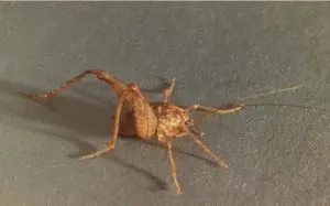 Camelback, Spider Crickets in New Jersey