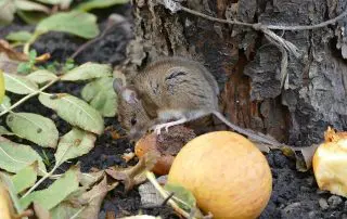 fall pest control myths