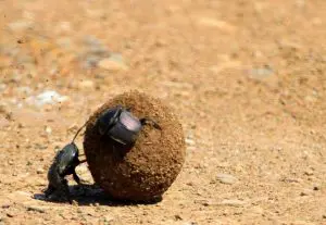 biggest bug in the world