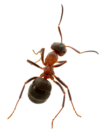Ant Control