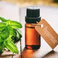 Peppermint Oil scent keep mice away