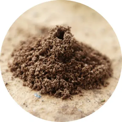 Ant Nest