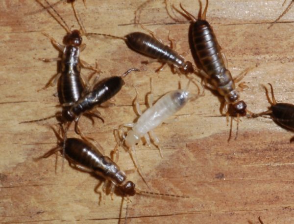 Are Earwigs Harmful?