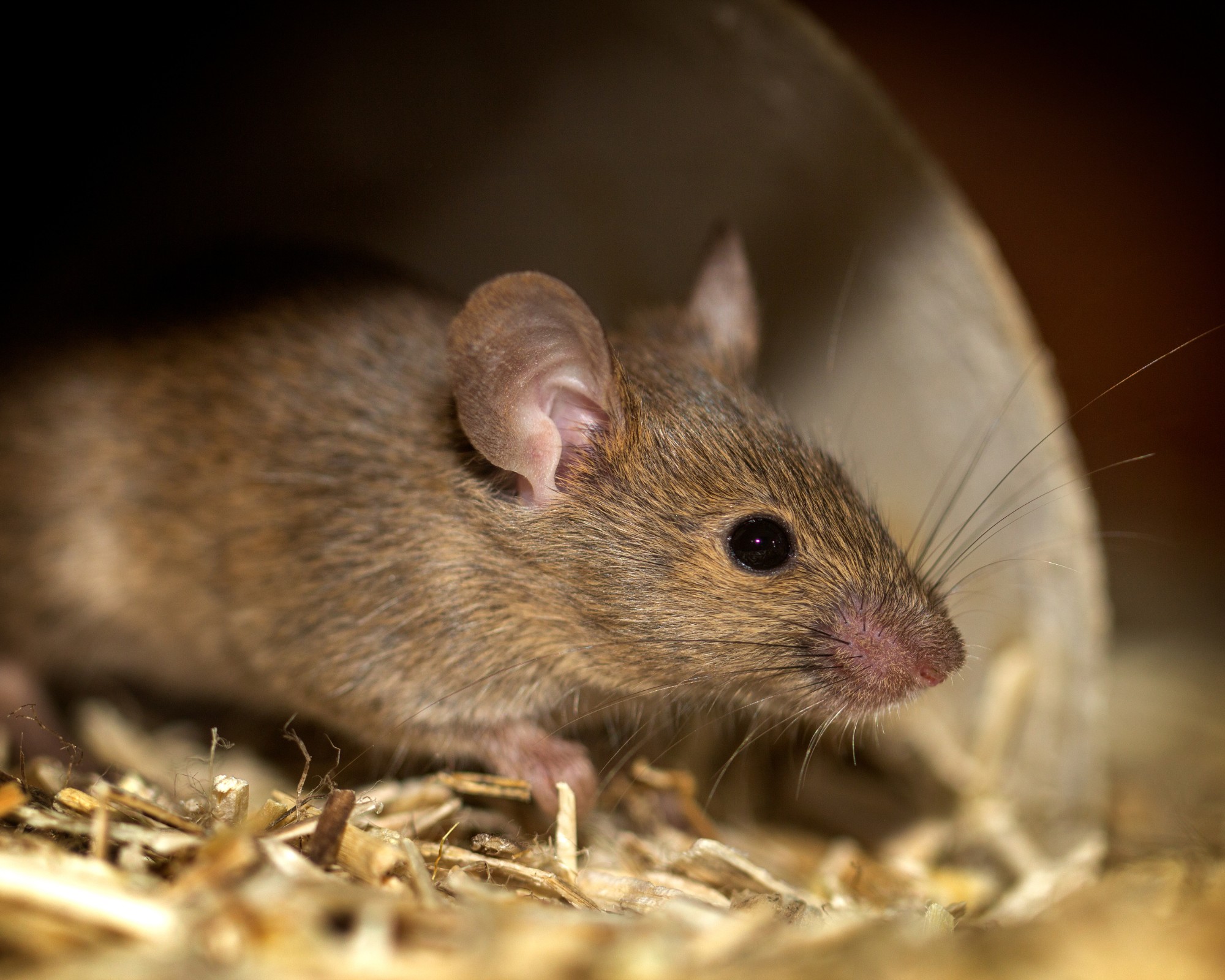 2 mice in a manufacturing facility