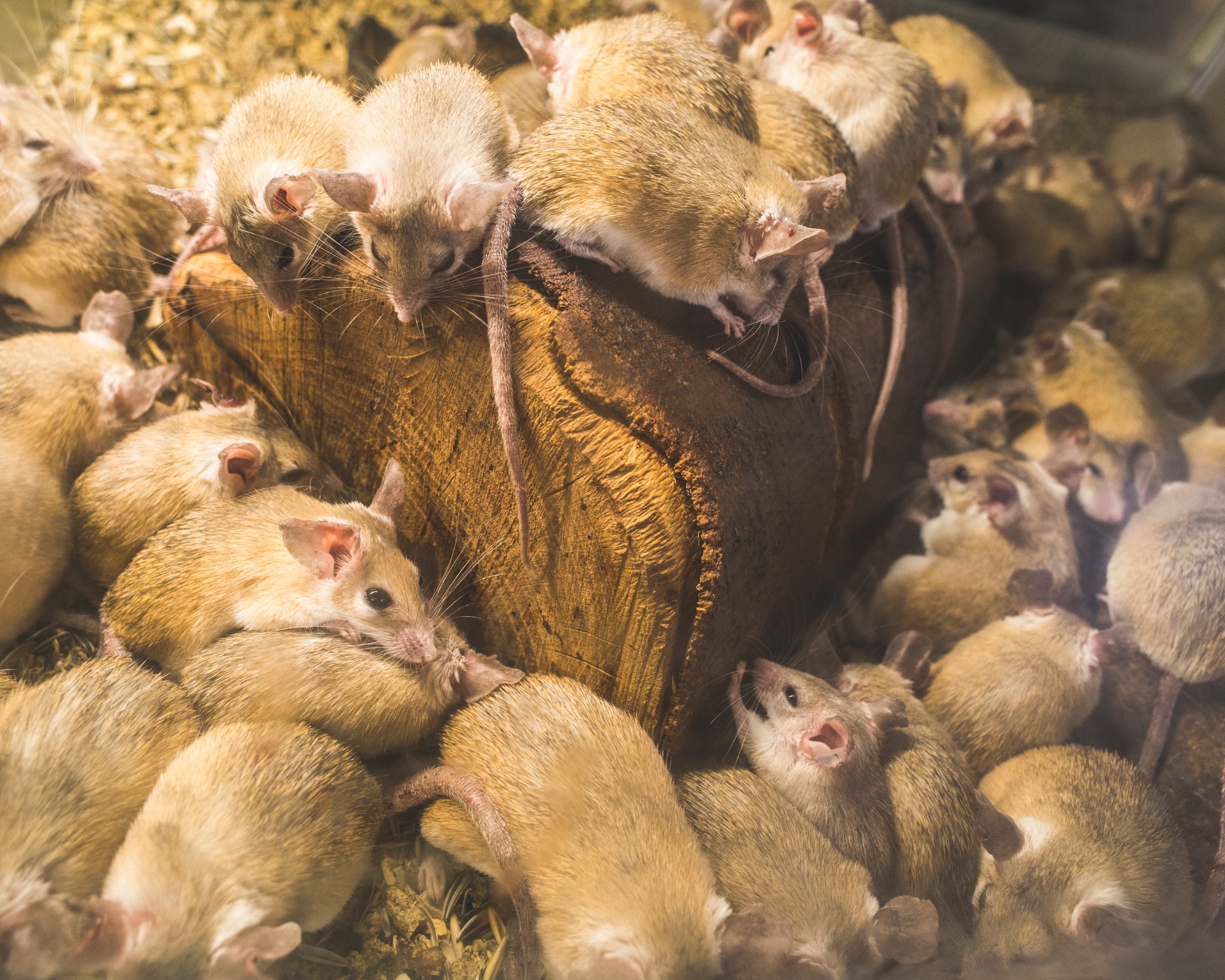 3 mice in a manufacturing facility