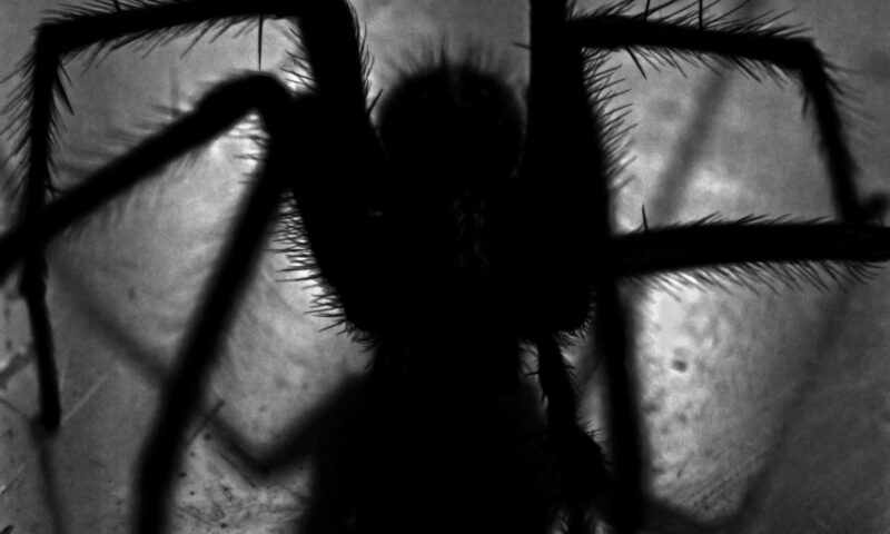 Rectangle Spider A Spider can be terrifying if you don't know what type they are.