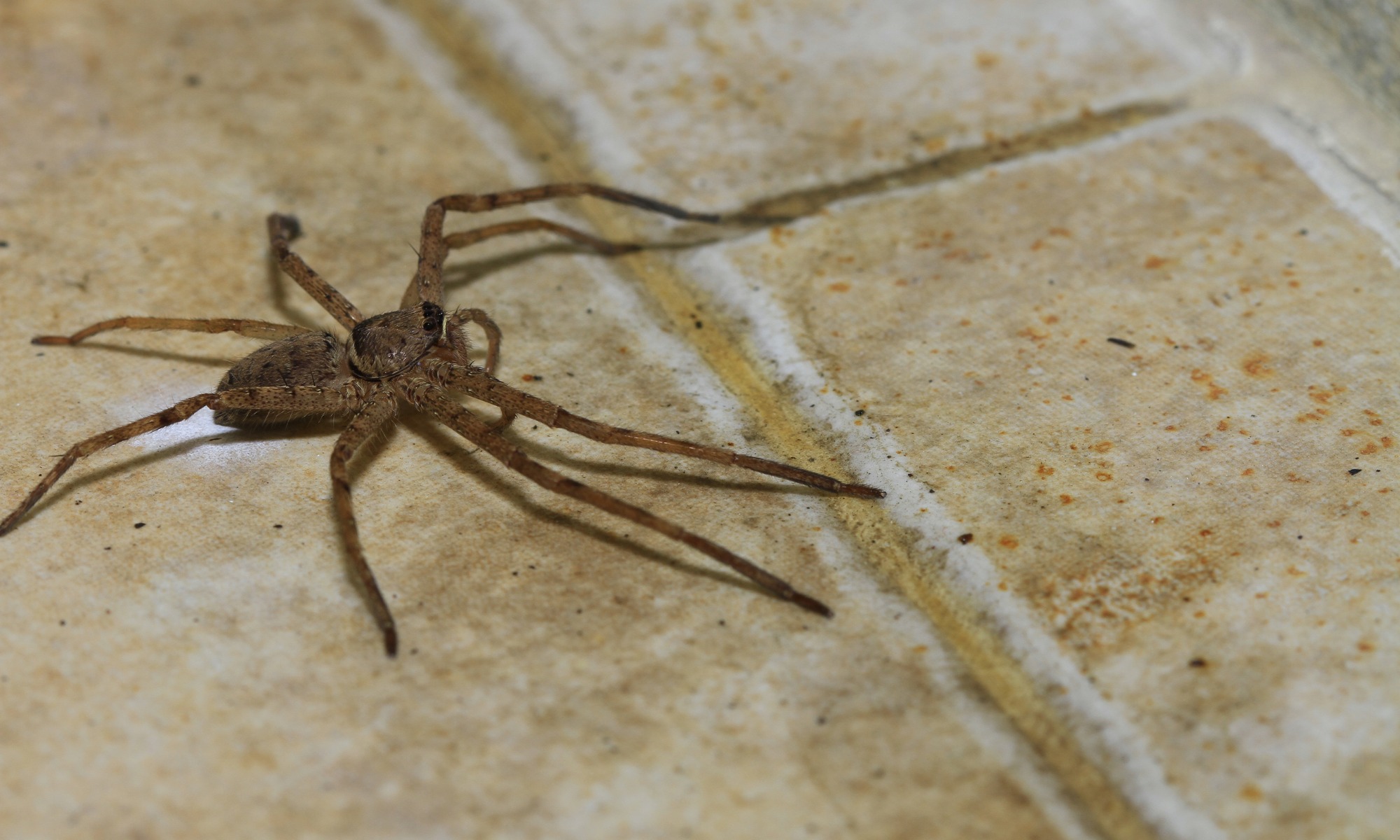 Professional Spider Control in Overland Park, KS