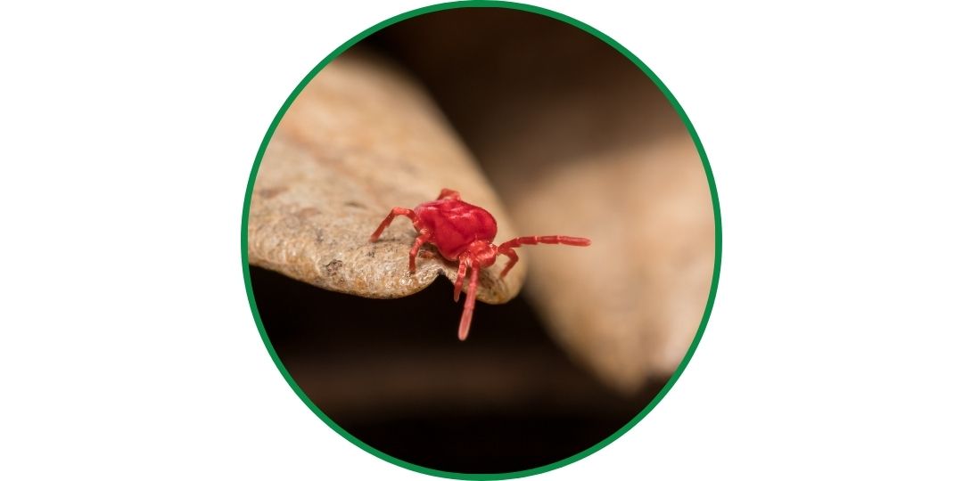 Tiny red bug looks like clover mites