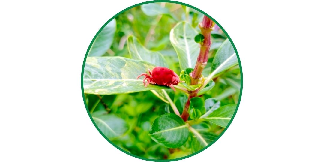 chiggers are tiny red bugs