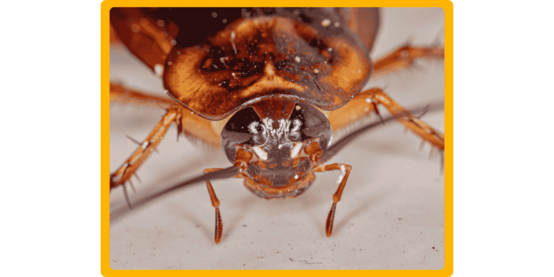 What Does a Cockroach Look Like