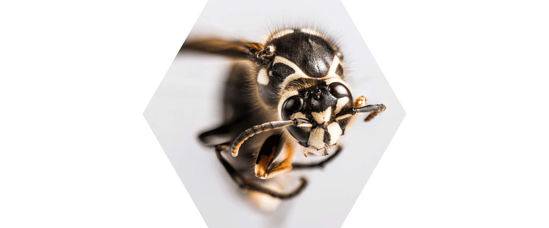 What Does A Hornet s Sting Feel Like 