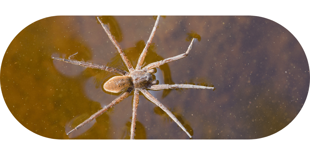 what eats spiders