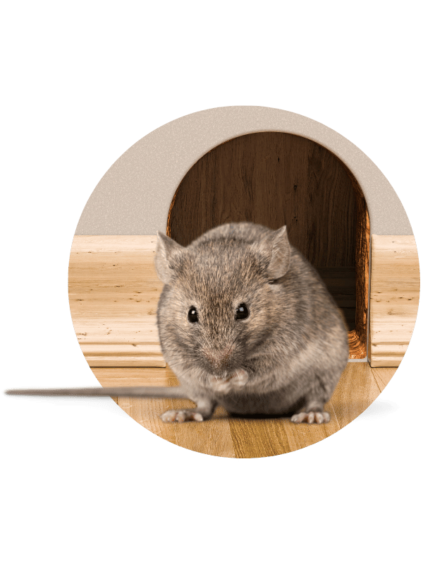 Mice in walls