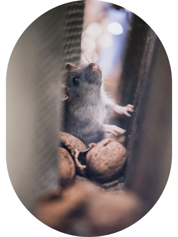 Mice in walls