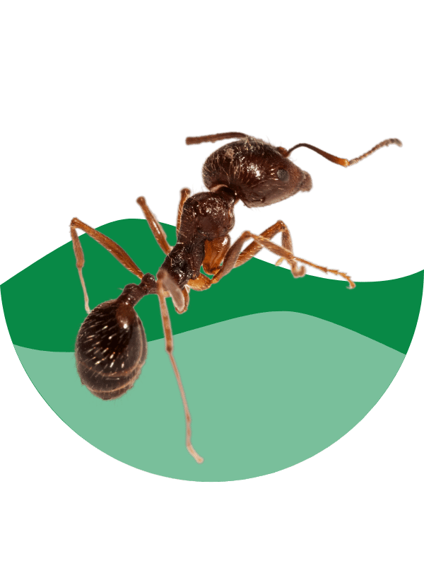 do ants sleep