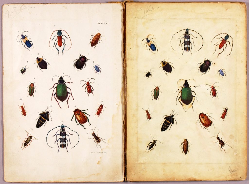 common house beetles
