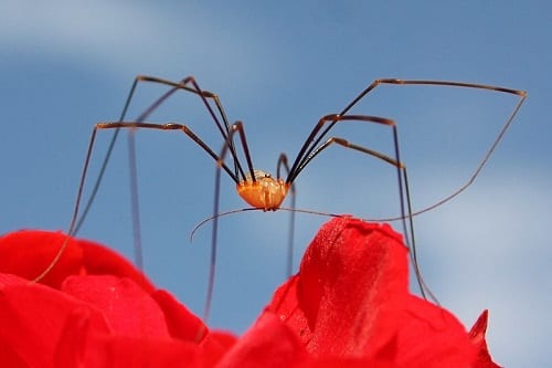 Harvestman_opilio_canestrinii_male