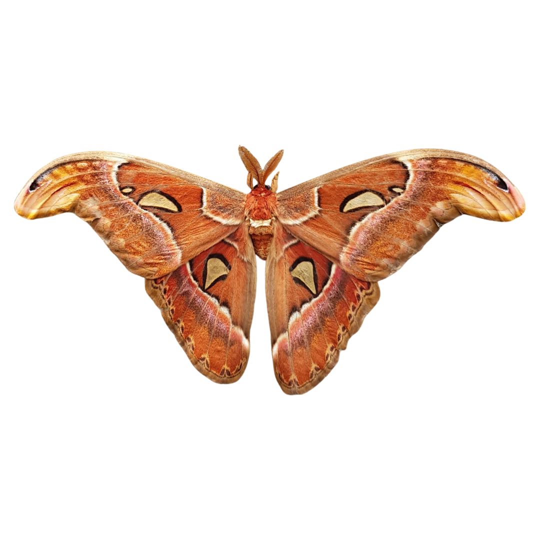 atlas moth