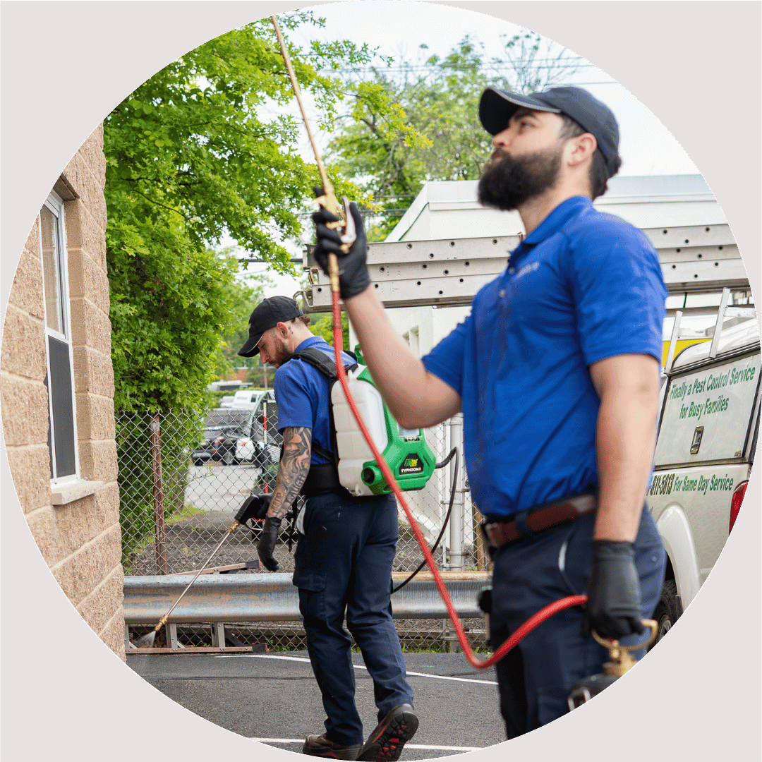 Pest Control for Offices