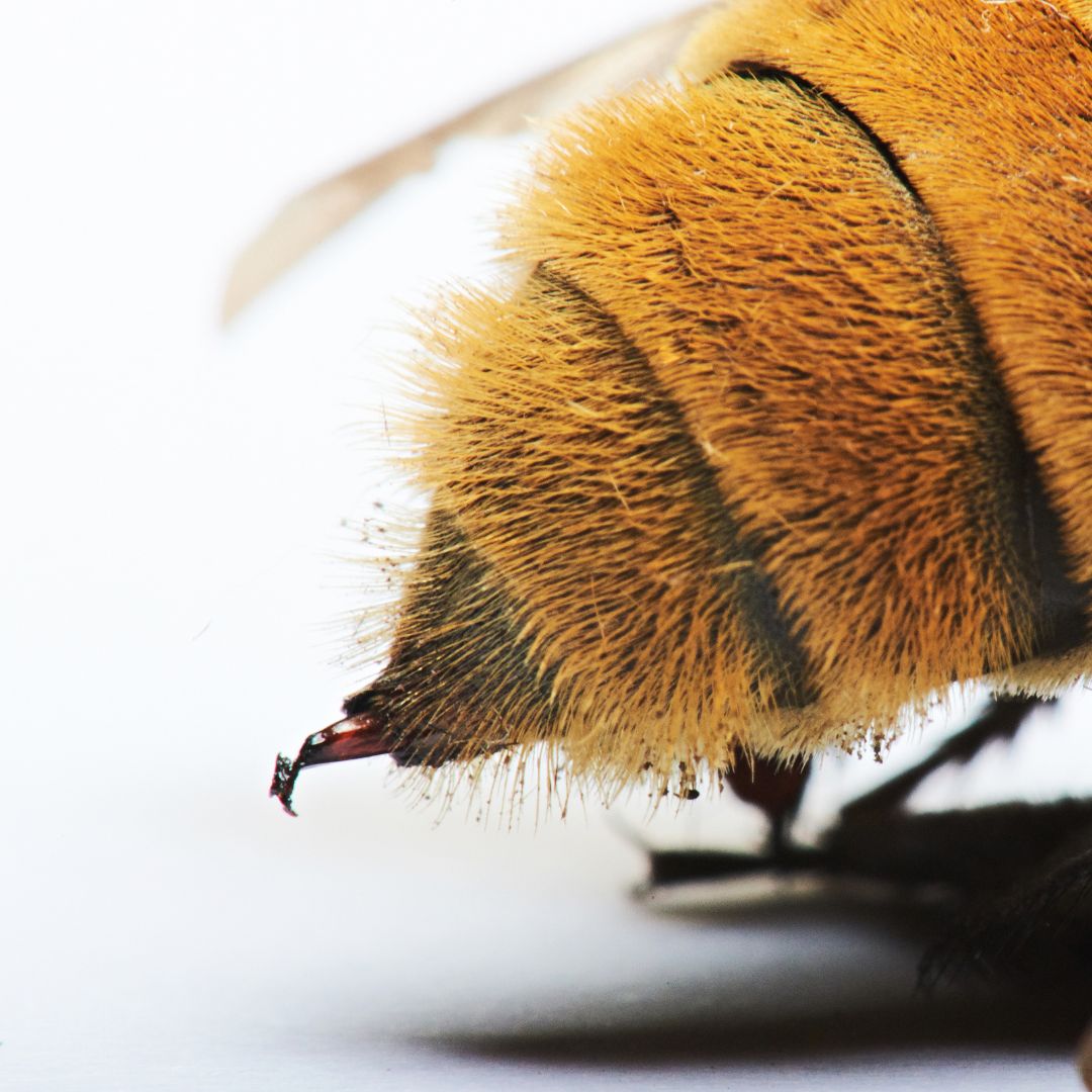 Kapture Site Assets (2)