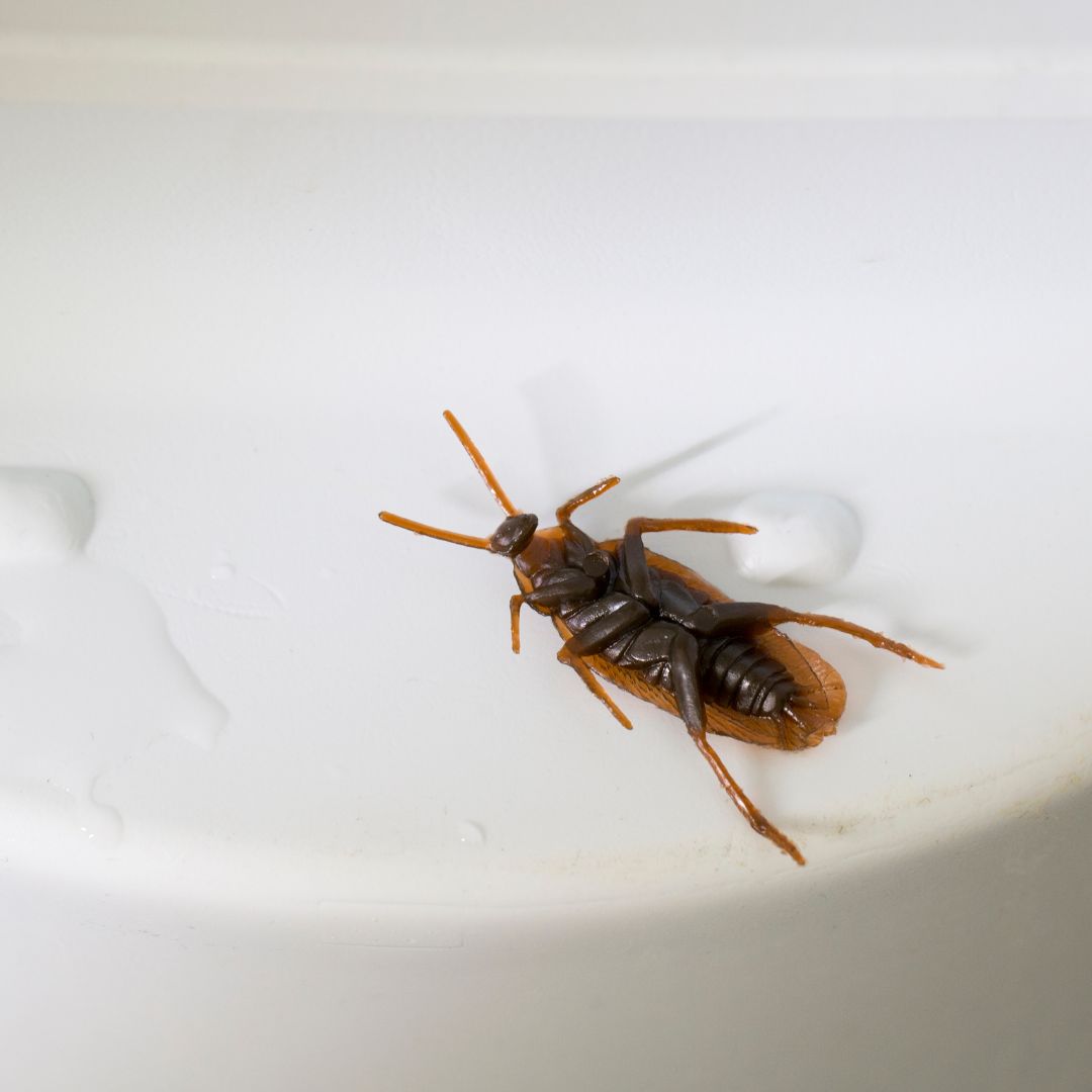 Kapture Site Assets (3)