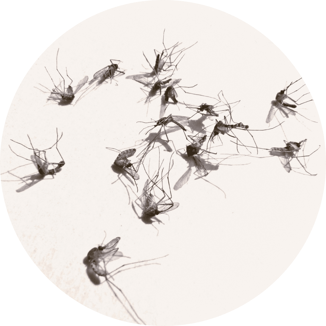 Wayne pest control services.