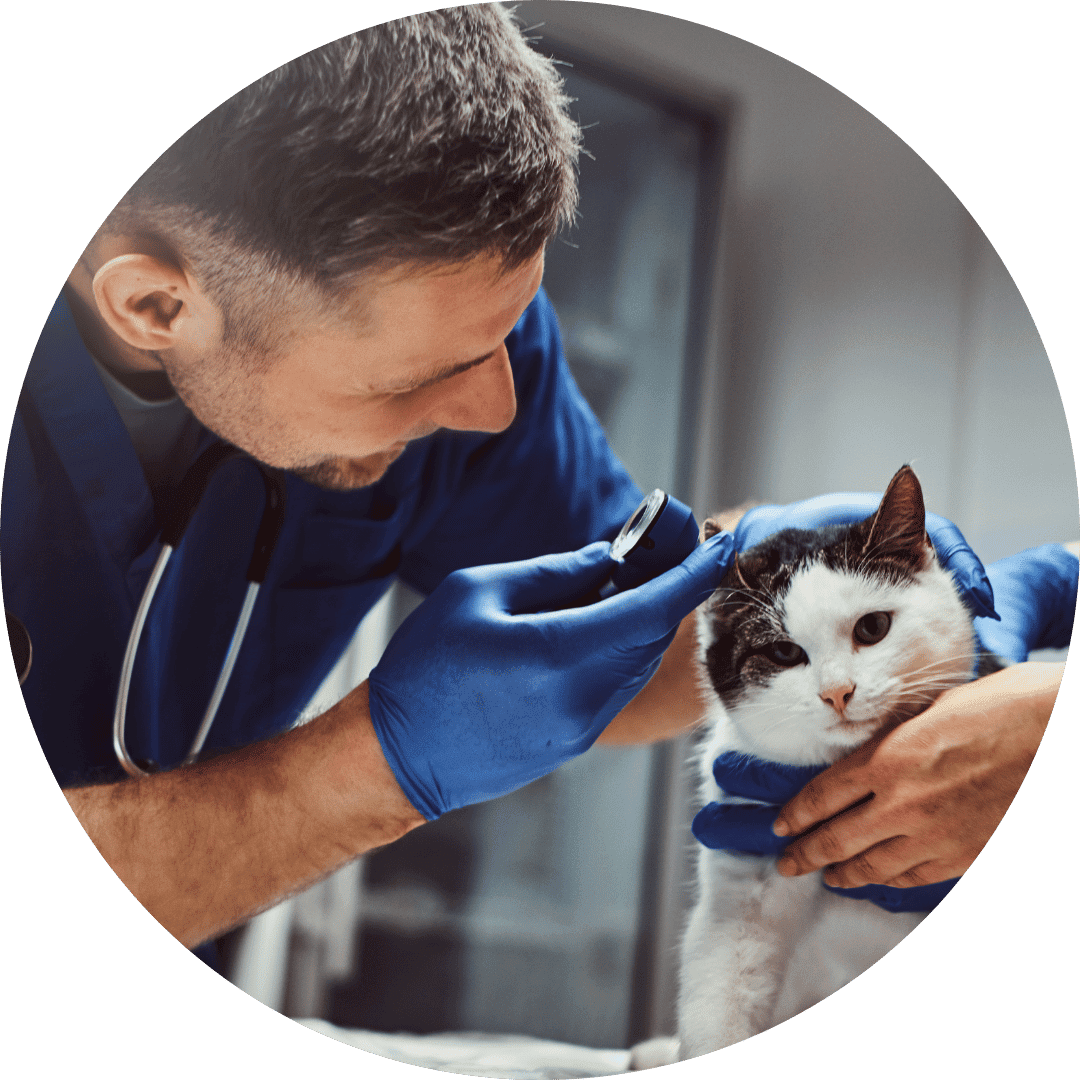 Pest control for veterinarians