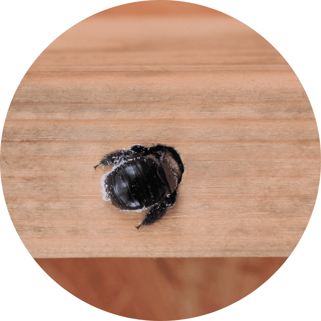 carpenter bee Carpenter bee control