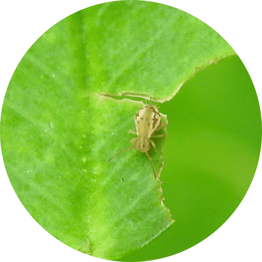 springtail Springtail Pest Control