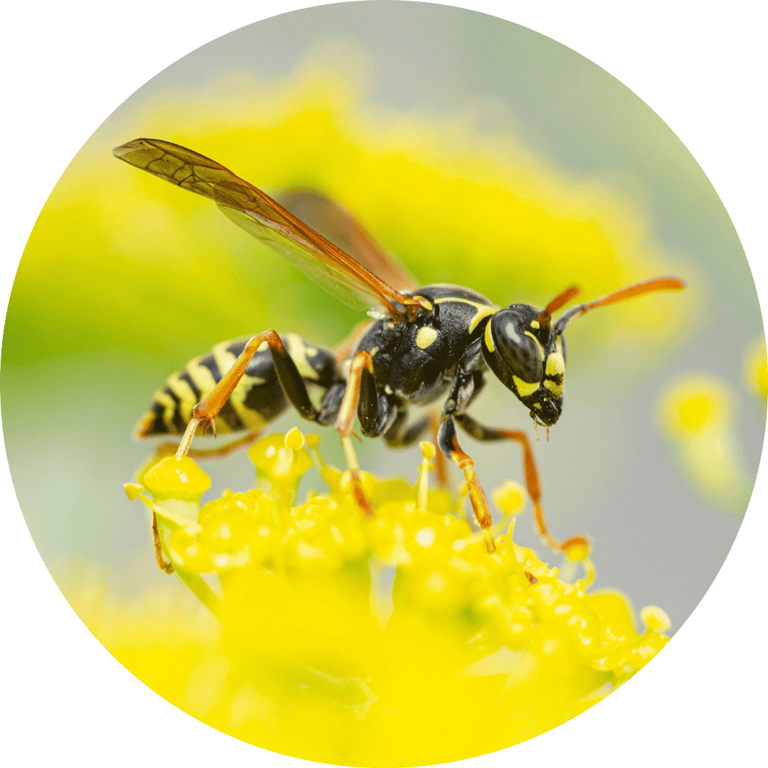 yellow jacket Yellow jacket exterminator