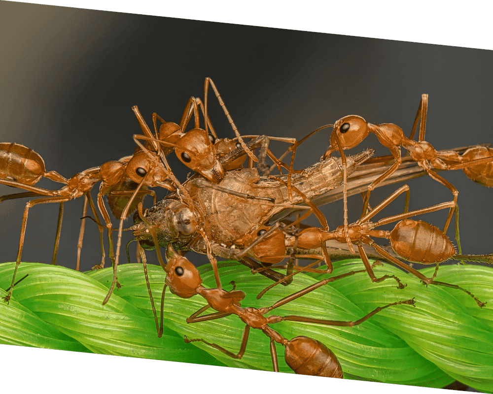 Ants Ant control