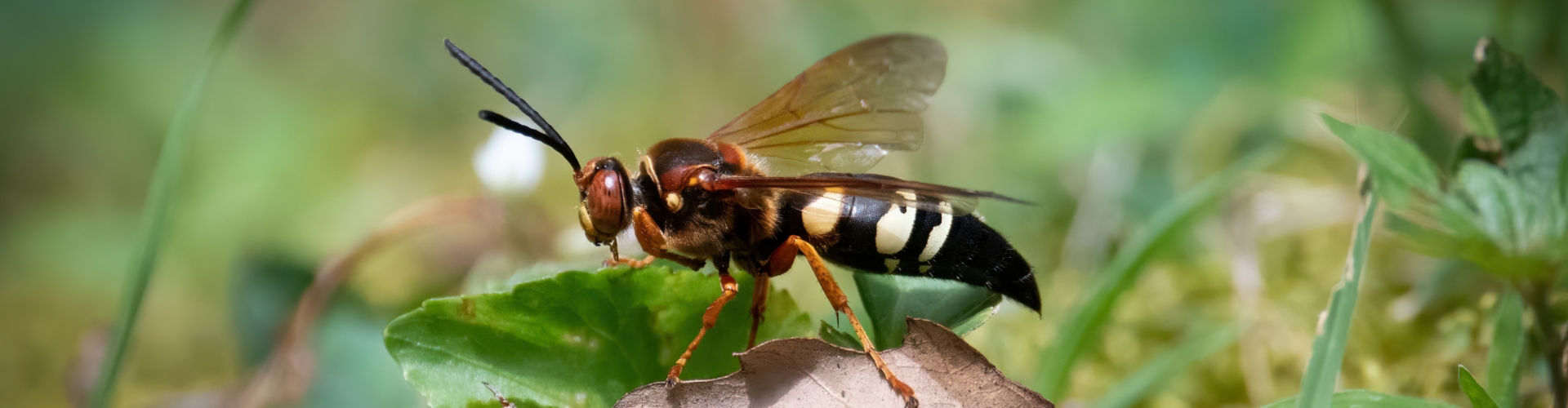Cicada Killer Wasp cicada killer wasp control