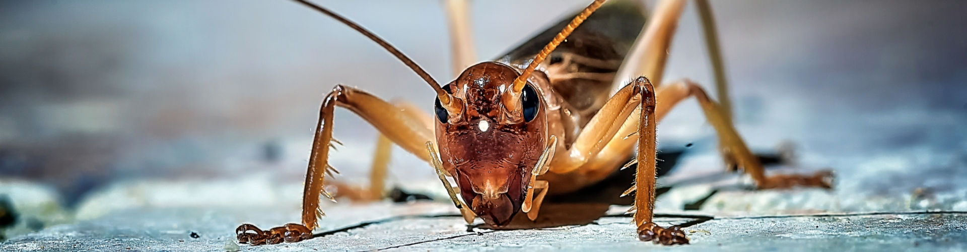 Cricket cricket control