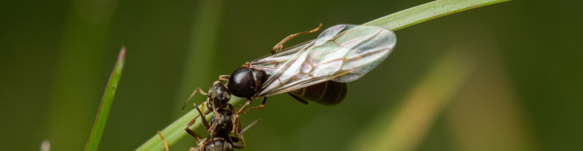 Flying Ants pest control for flying ants