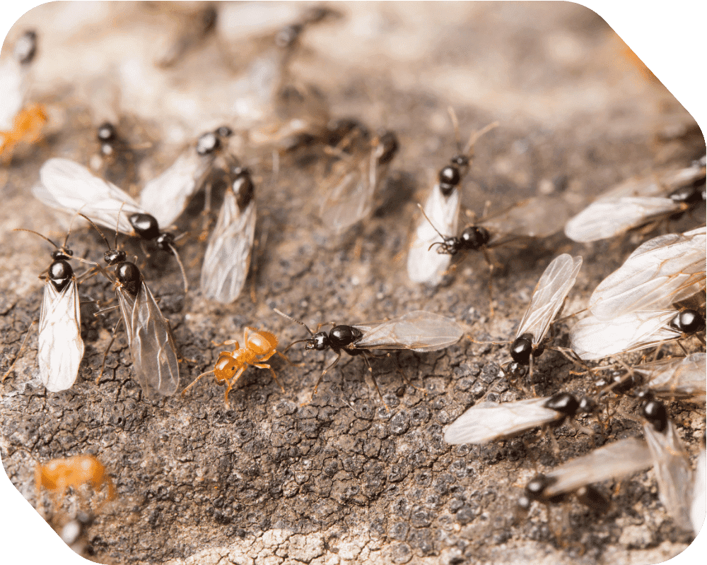 Flying Ants pest control for flying ants