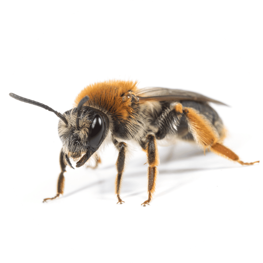 Ground Bee Ground bee extermination