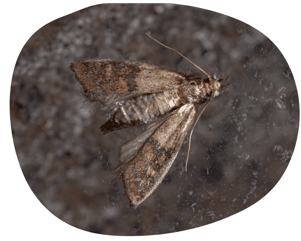 Pantry Moth pantry moth control