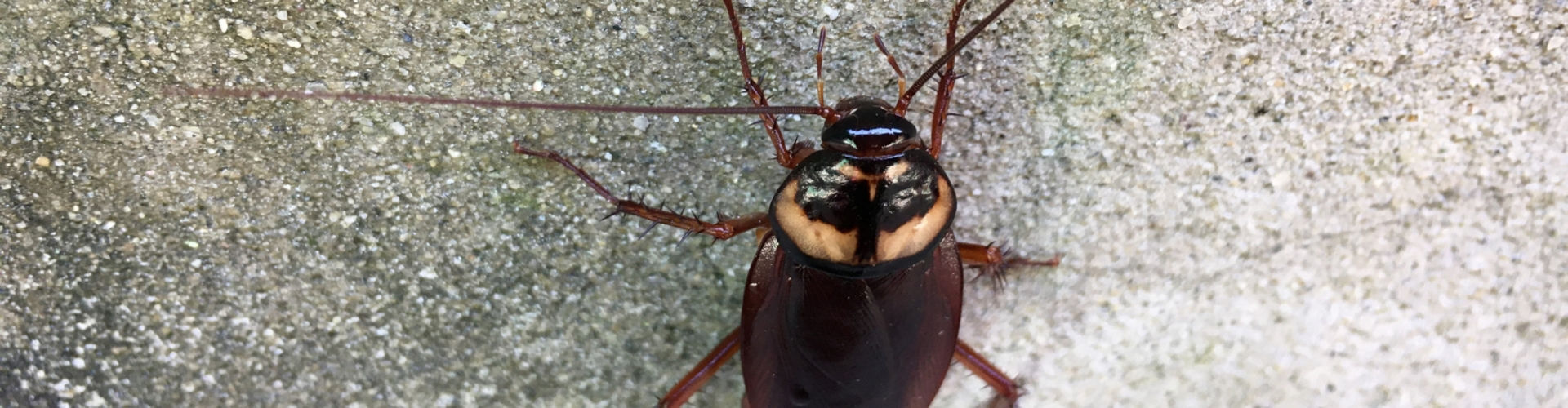 Pennsylvania Wood Roach Pennsylvania wood roach pest control