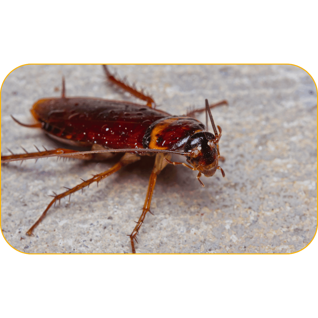 Pennsylvania Wood Roach Pennsylvania wood roach pest control