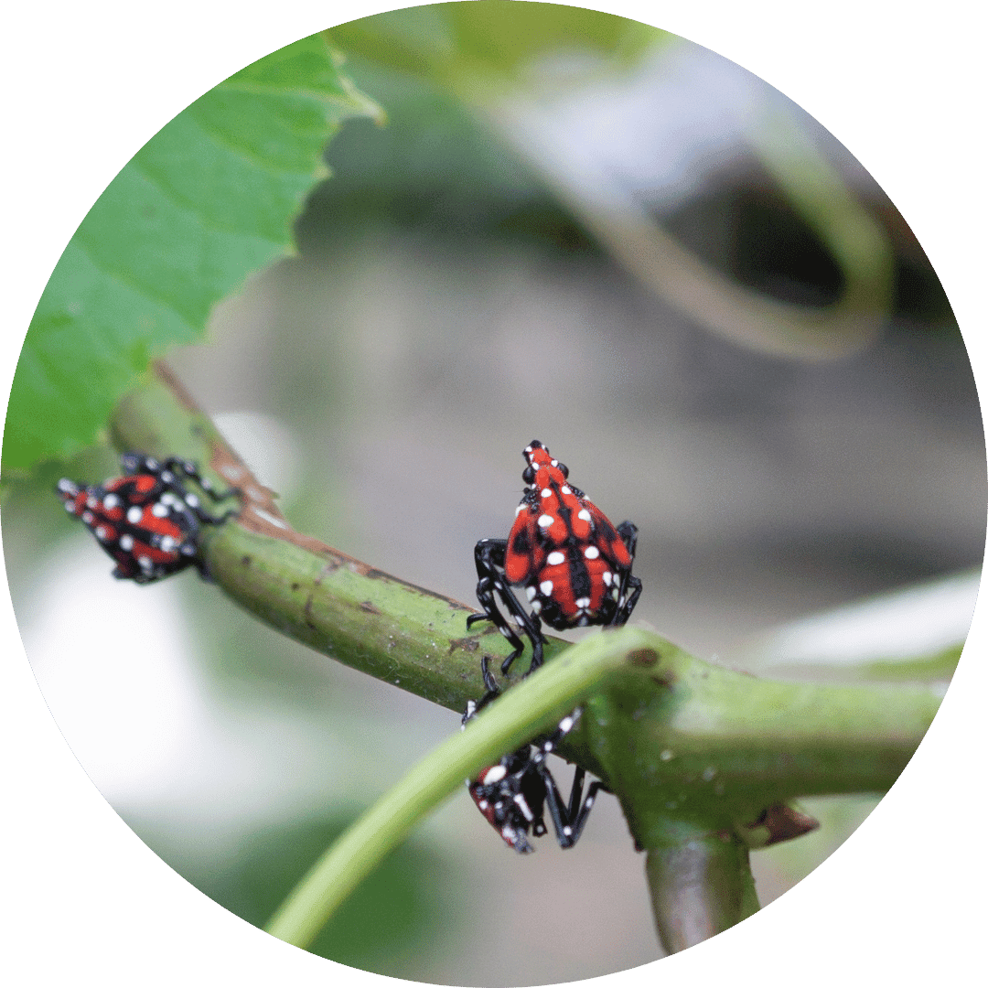 Spotted Lanternfly spotted lanternfly control