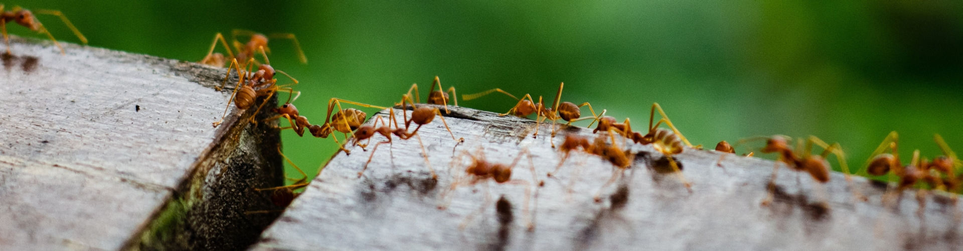 ants Ant control
